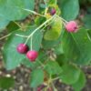 Red Amelanchier alnifolia berries clustered on a tree branch, surrounded by vibrant green leaves.