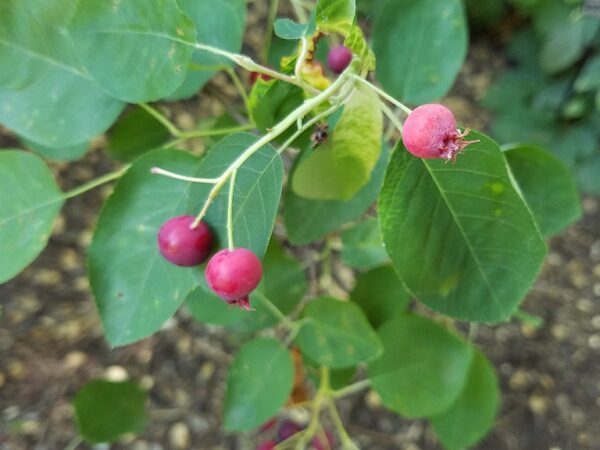 Red Amelanchier alnifolia berries clustered on a tree branch, surrounded by vibrant green leaves.