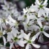 Close-up of Amelanchier alnifolia tree showcasing delicate white flowers against a blurred background.