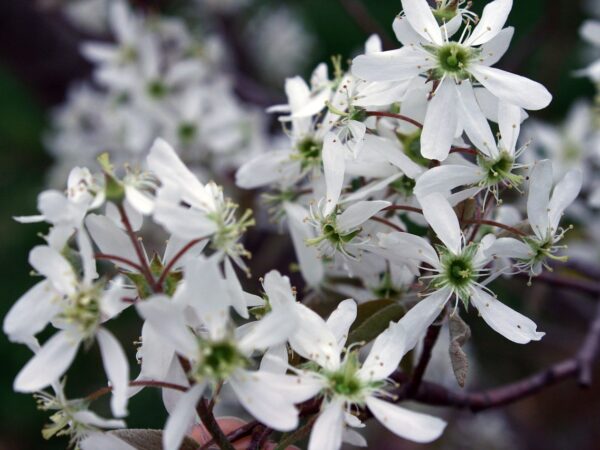 Close-up of Amelanchier alnifolia tree showcasing delicate white flowers against a blurred background.