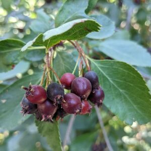 Close-up of Amelanchier alnifolia berries on a tree branch, highlighting their rich hues and clustered arrangement.