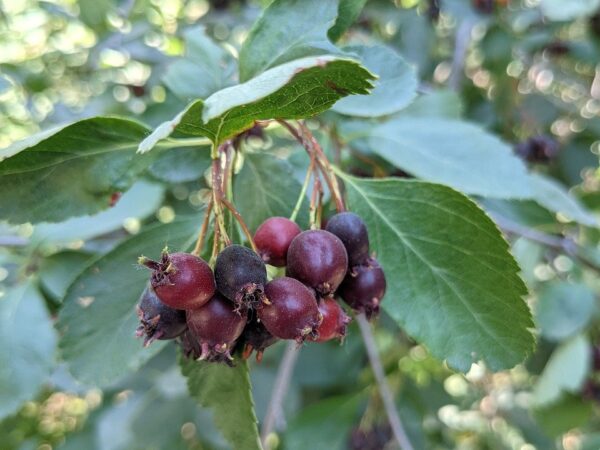Close-up of Amelanchier alnifolia berries on a tree branch, highlighting their rich hues and clustered arrangement.