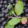 A detailed view of blackberries from the Aronia melanocarpa harvest, highlighting their deep black hue and plump shape.