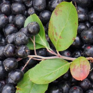 A detailed view of blackberries from the Aronia melanocarpa harvest, highlighting their deep black hue and plump shape.