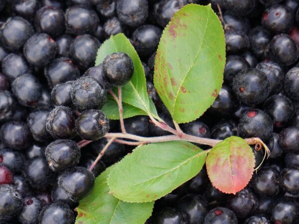 A detailed view of blackberries from the Aronia melanocarpa harvest, highlighting their deep black hue and plump shape.