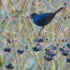 A black bird sits on a branch, feasting on ripe Aronia melanocarpa berries.
