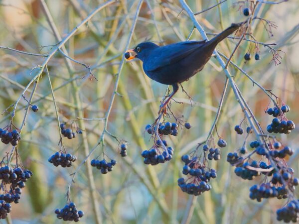 A black bird sits on a branch, feasting on ripe Aronia melanocarpa berries.