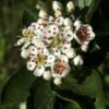 Detailed view of a white flower showcasing the unique red anthers of Aronia melanocarpa.
