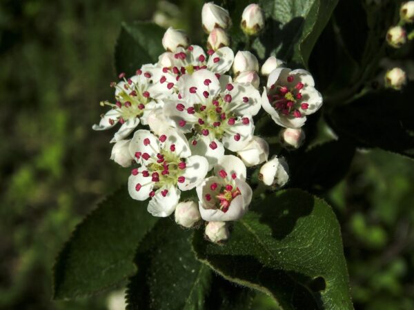 Detailed view of a white flower showcasing the unique red anthers of Aronia melanocarpa.