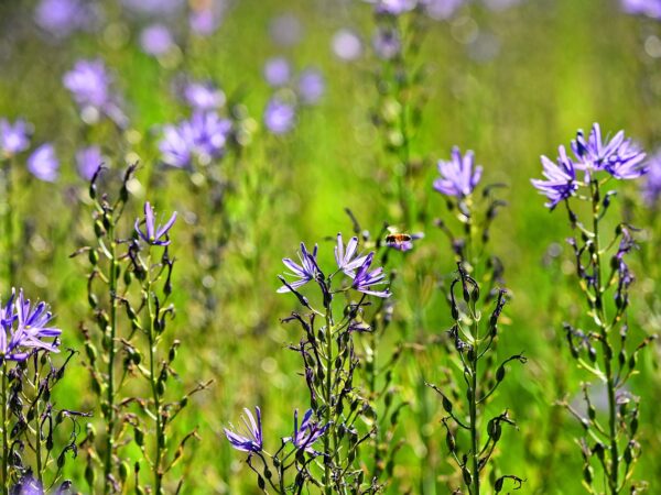 A bee hovers above a vibrant field of Camassia leichtlinii flowers in full bloom.