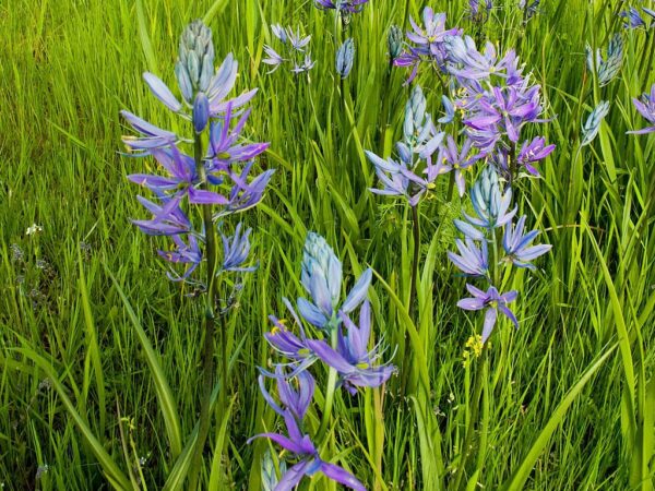 A vibrant field of Camassia leichtlinii blooms, showcasing stunning blue flowers amidst lush green grass.