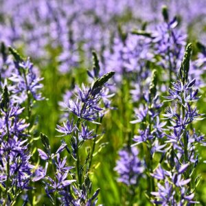 A picturesque scene of Camassia leichtlinii flowers in purple, beautifully contrasting with the surrounding green field.