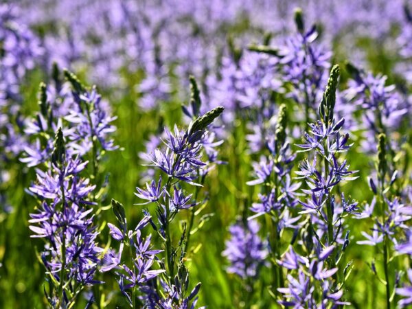 A picturesque scene of Camassia leichtlinii flowers in purple, beautifully contrasting with the surrounding green field.