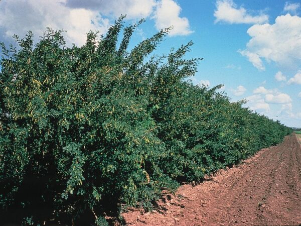 Lush Caragana arborescens trees line a field, forming a picturesque hedgerow that adds charm to the scenery.