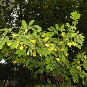 A branch of Caragana arborescens adorned with vibrant yellow flowers and lush green leaves.