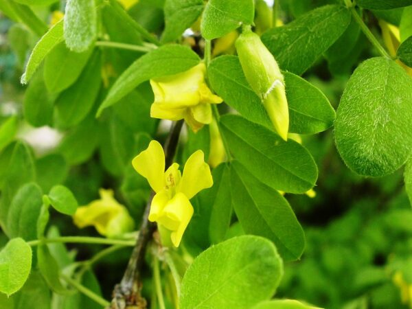 Close-up of Caragana arborescens, showcasing vibrant yellow flowers against lush green foliage.
