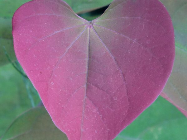 A heart-shaped leaf from Cercis canadensis, adorned with striking pink and green shades showcasing its Autumn colours.