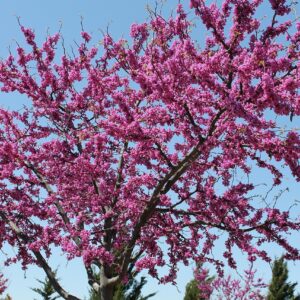 A vibrant redbud tree (Cercis canadensis) in full bloom, showcasing its striking pink flowers against a clear sky.