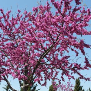 A vibrant redbud tree (Cercis canadensis) in full bloom, showcasing its striking pink flowers against a clear sky.