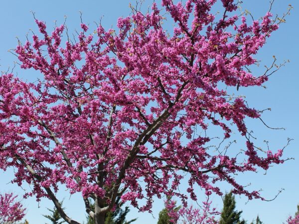 A vibrant redbud tree (Cercis canadensis) in full bloom, showcasing its striking pink flowers against a clear sky.