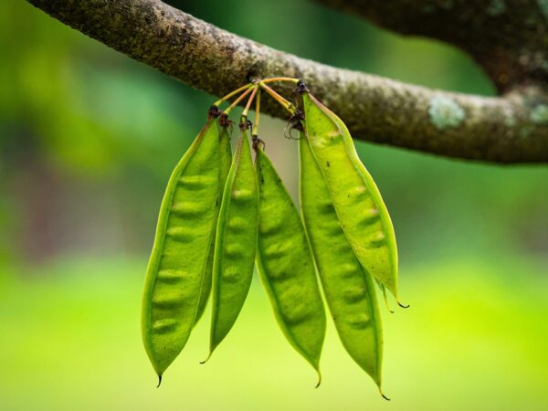 Edible pea pods of Cercis canadensis hanging from a tree branch, showcasing their vibrant green color and natural setting.