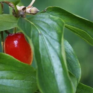 A close-up of a red Cornus mas fruit growing on a tree, highlighting its rich color against the green foliage.