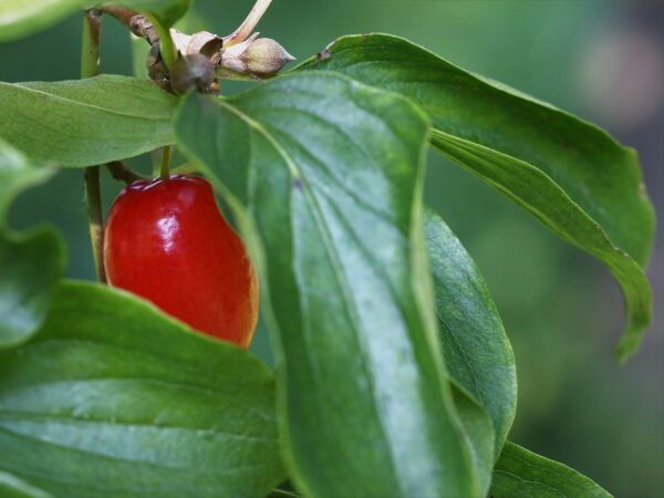 A close-up of a red Cornus mas fruit growing on a tree, highlighting its rich color against the green foliage.