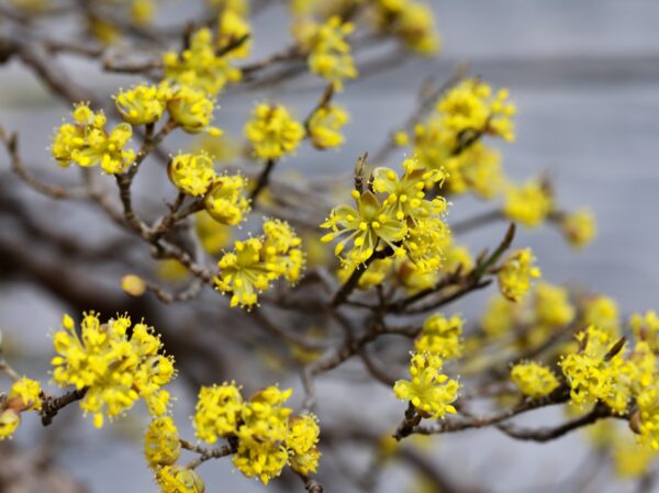 Detailed view of yellow Cornus mas flowers on a tree, highlighting their bright color and intricate petal structure.