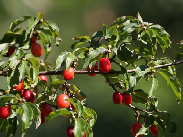 A branch adorned with vibrant red Cornus mas berries, showcasing their natural beauty against a blurred background.