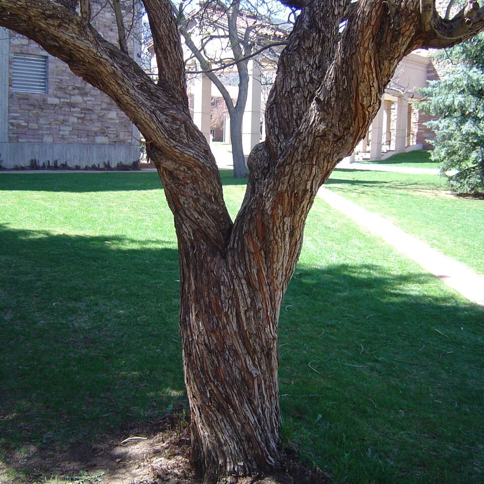The trunk of a Crataegus mollis tree, characterized by its brown color and unique shape, stands prominently in the landscape.