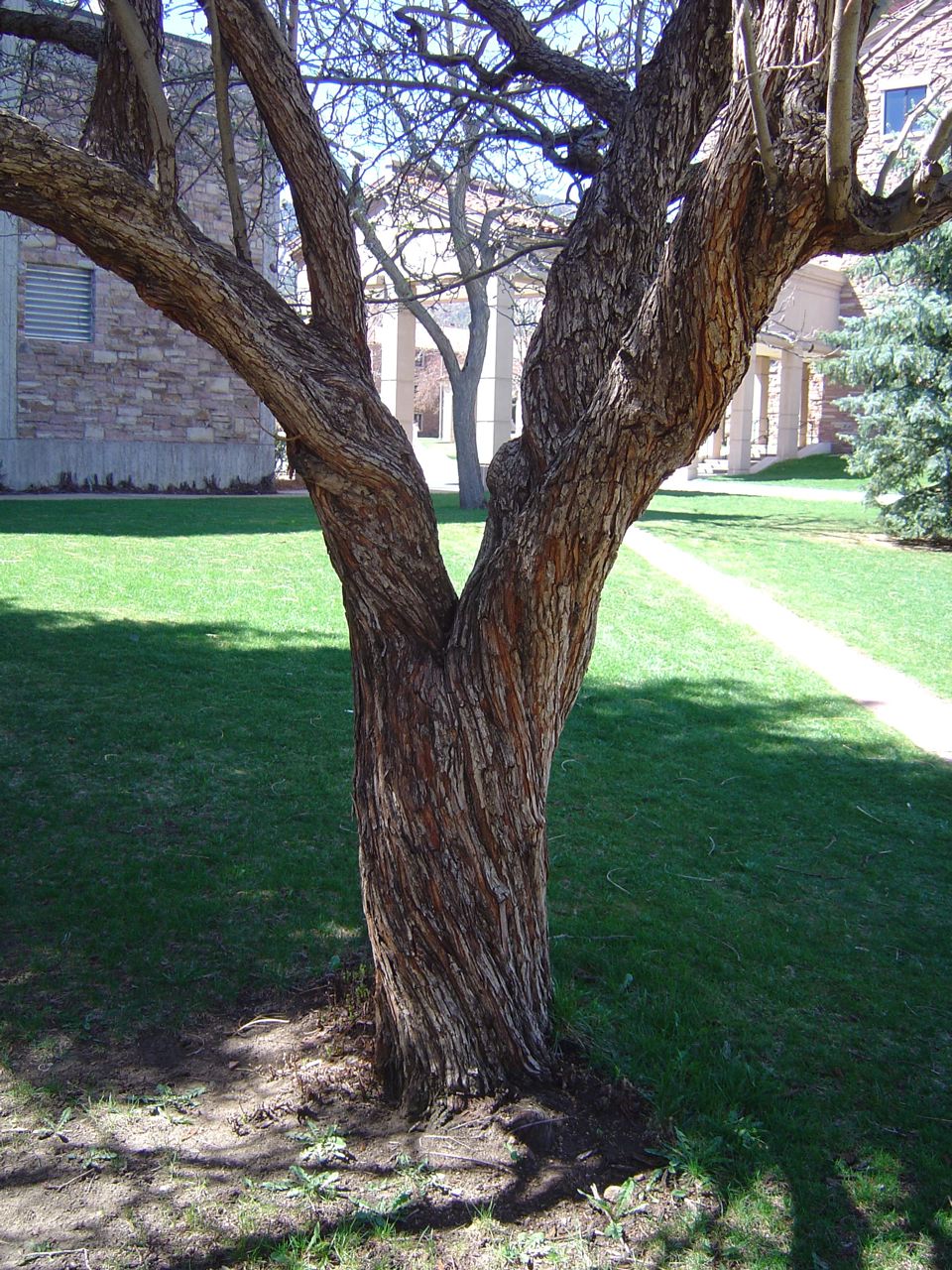 The trunk of a Crataegus mollis tree, characterized by its brown color and unique shape, stands prominently in the landscape.