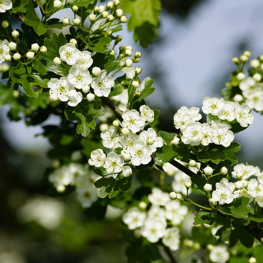 Detailed view of white Crataegus mollis flowers, highlighting their intricate structure and soft texture.