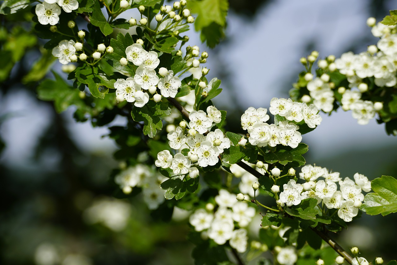 Detailed view of white Crataegus mollis flowers, highlighting their intricate structure and soft texture.