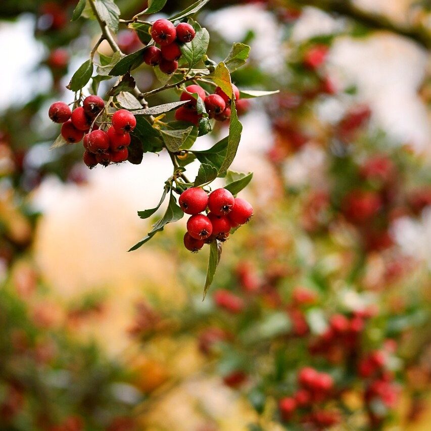 Detailed view of red Crataegus mollis berries on a tree, highlighting their rich color and natural texture.