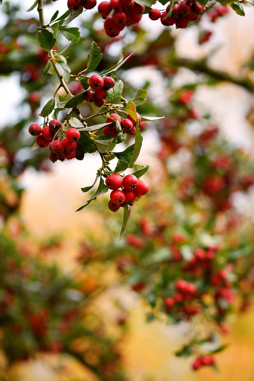 Detailed view of red Crataegus mollis berries on a tree, highlighting their rich color and natural texture.