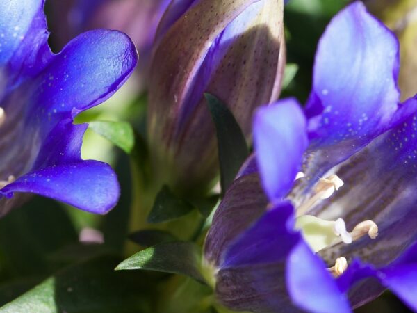 A close-up of Gentiana acaulis, highlighting the vivid blue blooms and their contrasting green leaves.
