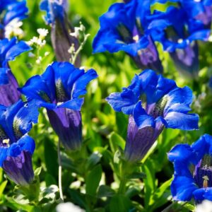 Close-up of Gentiana acaulis flowers, showcasing vibrant blue petals and lush green leaves in a natural setting.