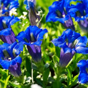 Close-up of Gentiana acaulis flowers, showcasing vibrant blue petals and lush green leaves in a natural setting.