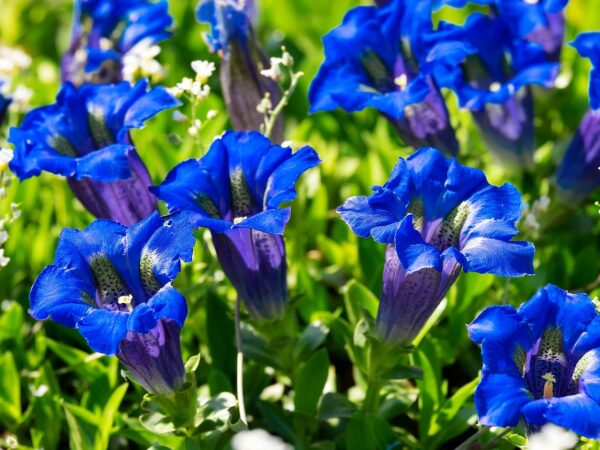 Close-up of Gentiana acaulis flowers, showcasing vibrant blue petals and lush green leaves in a natural setting.
