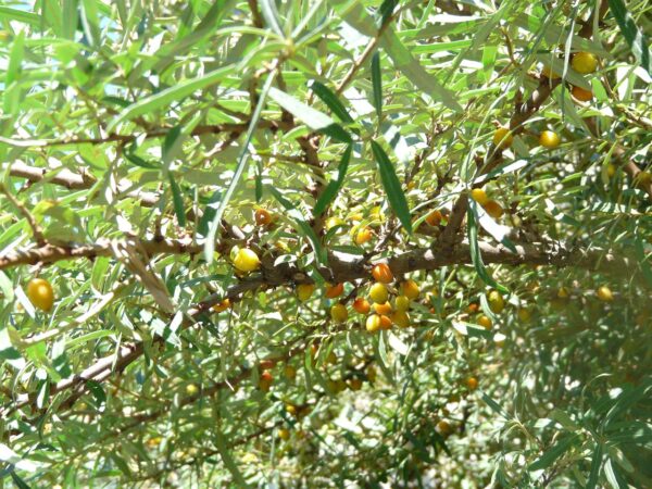 Ripening yellow and orange fruits of Hippophae rhamnoides clustered on a tree, showcasing their vibrant colors.