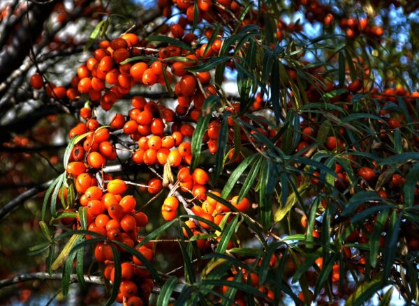 A tree adorned with vibrant orange berries, showcasing the fruit of Hippophae rhamnoides.