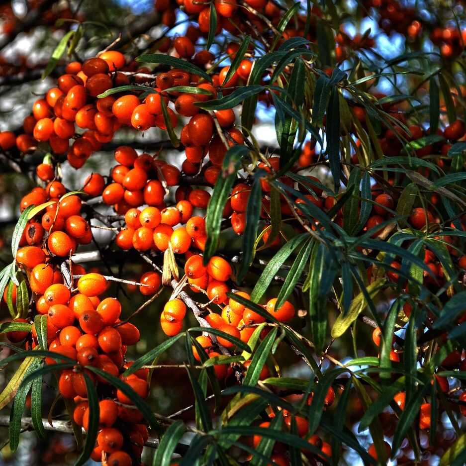 A tree adorned with vibrant orange berries, showcasing the fruit of Hippophae rhamnoides.