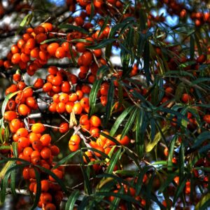A tree adorned with vibrant orange berries, showcasing the fruit of Hippophae rhamnoides.