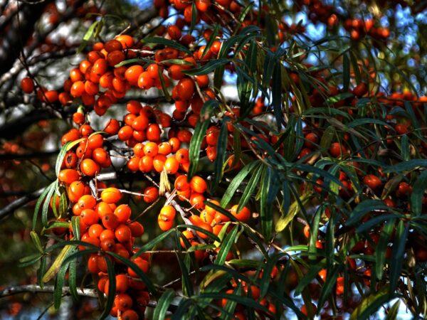A tree adorned with vibrant orange berries, showcasing the fruit of Hippophae rhamnoides.
