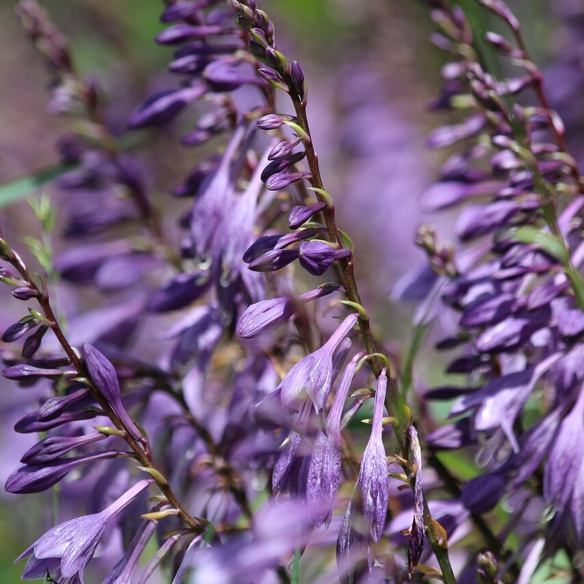 A cluster of Hosta ventricosa flowers in vibrant purple, blooming amidst lush green grass.