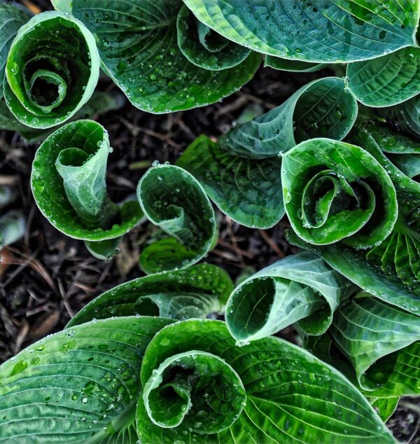 A close-up photograph of Hosta ventricosa leaves unfurling in a spiral formation, showcasing their vibrant green hues.