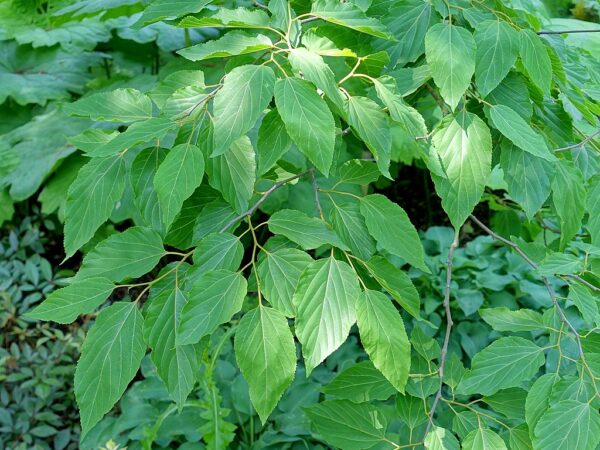 A bush with Hovenia dulcis green leaves, showcasing its lush foliage in a vibrant outdoor setting.