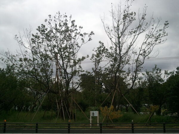 A Hovenia dulcis tree showcases its mature form.