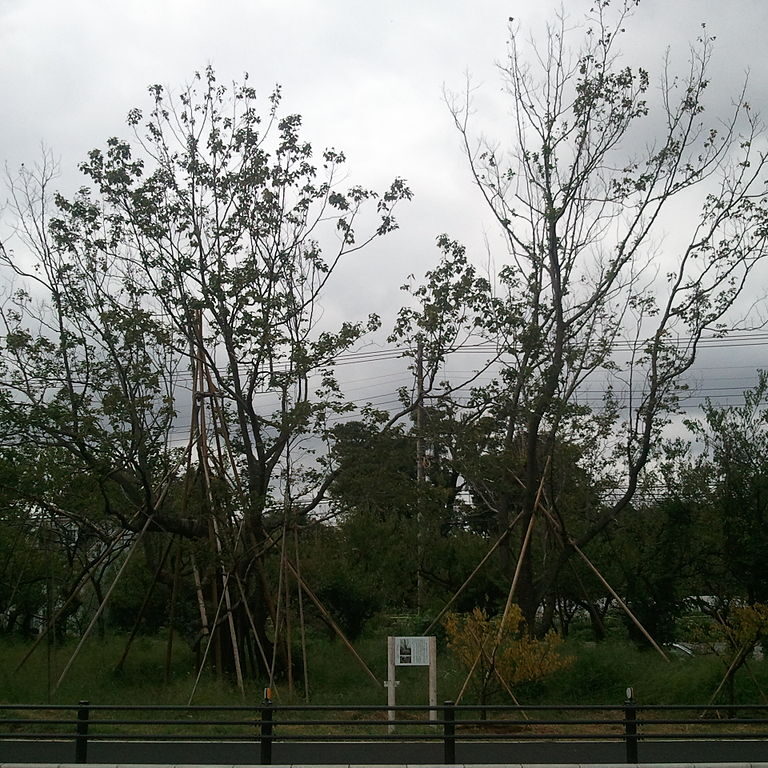 A Hovenia dulcis tree showcases its mature form.