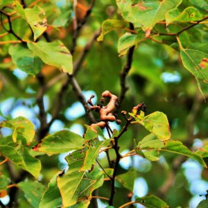 A tree branch adorned with leaves, showcasing edible parts of Hovenia dulcis